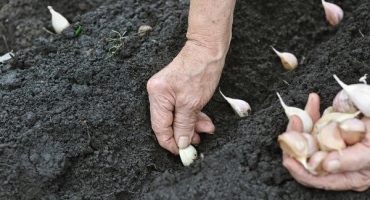 Jak pěstovat a pečovat o česnek venku pro dobrou úrodu